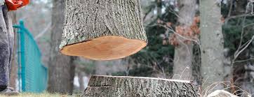 Best Arborist Consultation Services  in Sweet Home, OR
