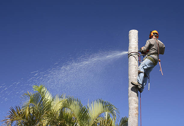 Trusted Sweet Home, OR Tree Care Experts