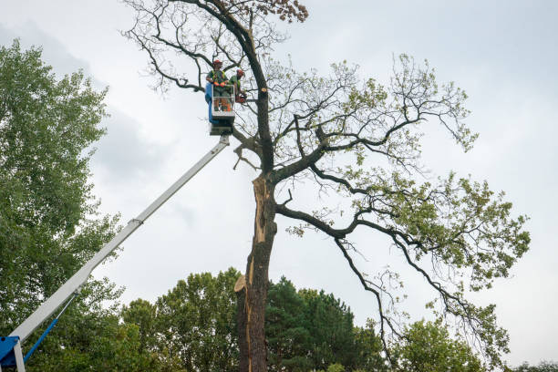 How Our Tree Care Process Works  in  Sweet Home, OR