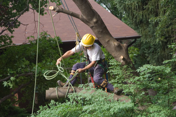 Seasonal Cleanup (Spring/Fall) in Sweet Home, OR
